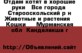 Отдам котят в хорошие руки - Все города, Старооскольский р-н Животные и растения » Кошки   . Мурманская обл.,Кандалакша г.